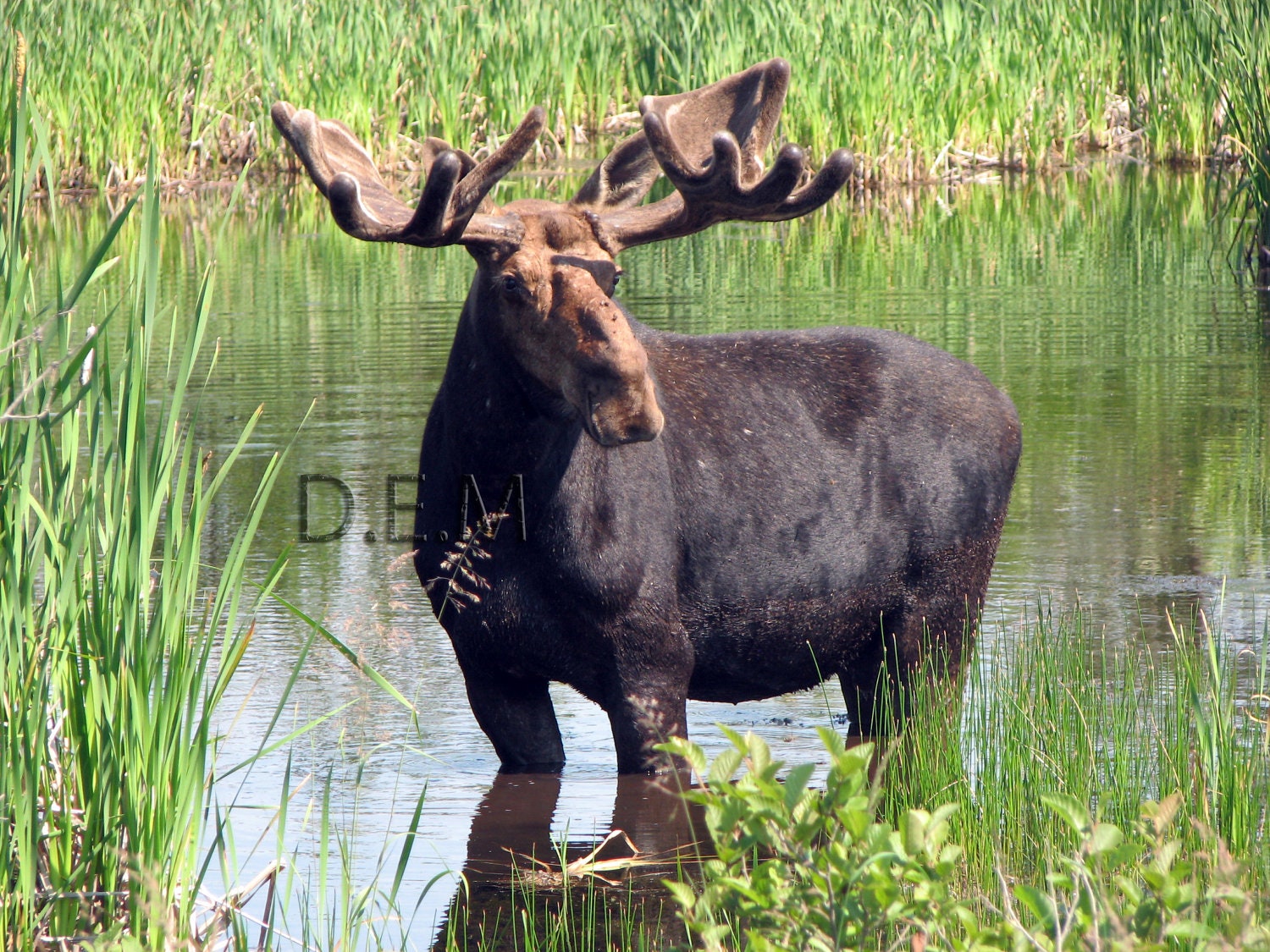 Moose Maine