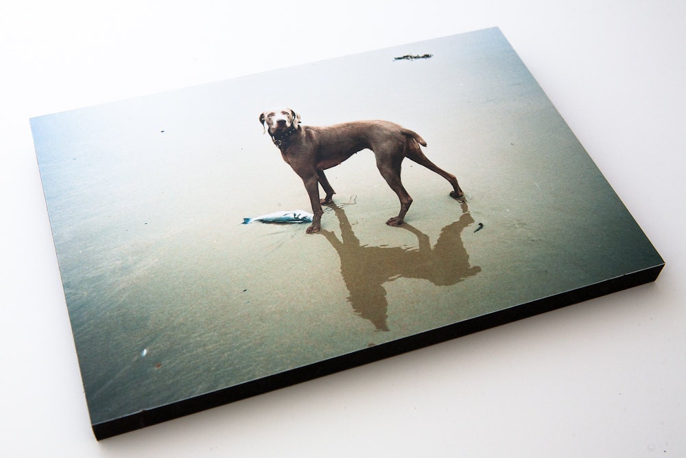 Weimaraner Dog and Fish on the beach.  9" by 6" Wooden block mounted Photograph. Shot on Film.