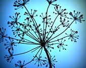 Flower Photo -  Sky Dill - 12x12 Square - Fine Art Photography - Flourish Floral - sky blue dreamy decor