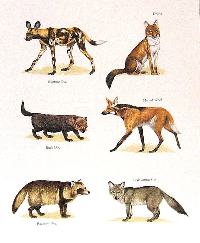 Bay Cats Cats Wild Cats Wild Cat Species