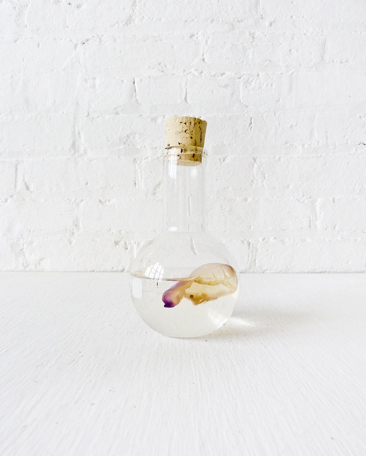 Science Beaker - Man-O-War Jellyfish in  - "Mad Scientifical Chemistry" Collection - Purple Tip