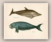 Marine Mammals Print, 10x8 Vintage illustrations, Delphinus and Halicore Mammals  Seashore art  Print, Coastal Living