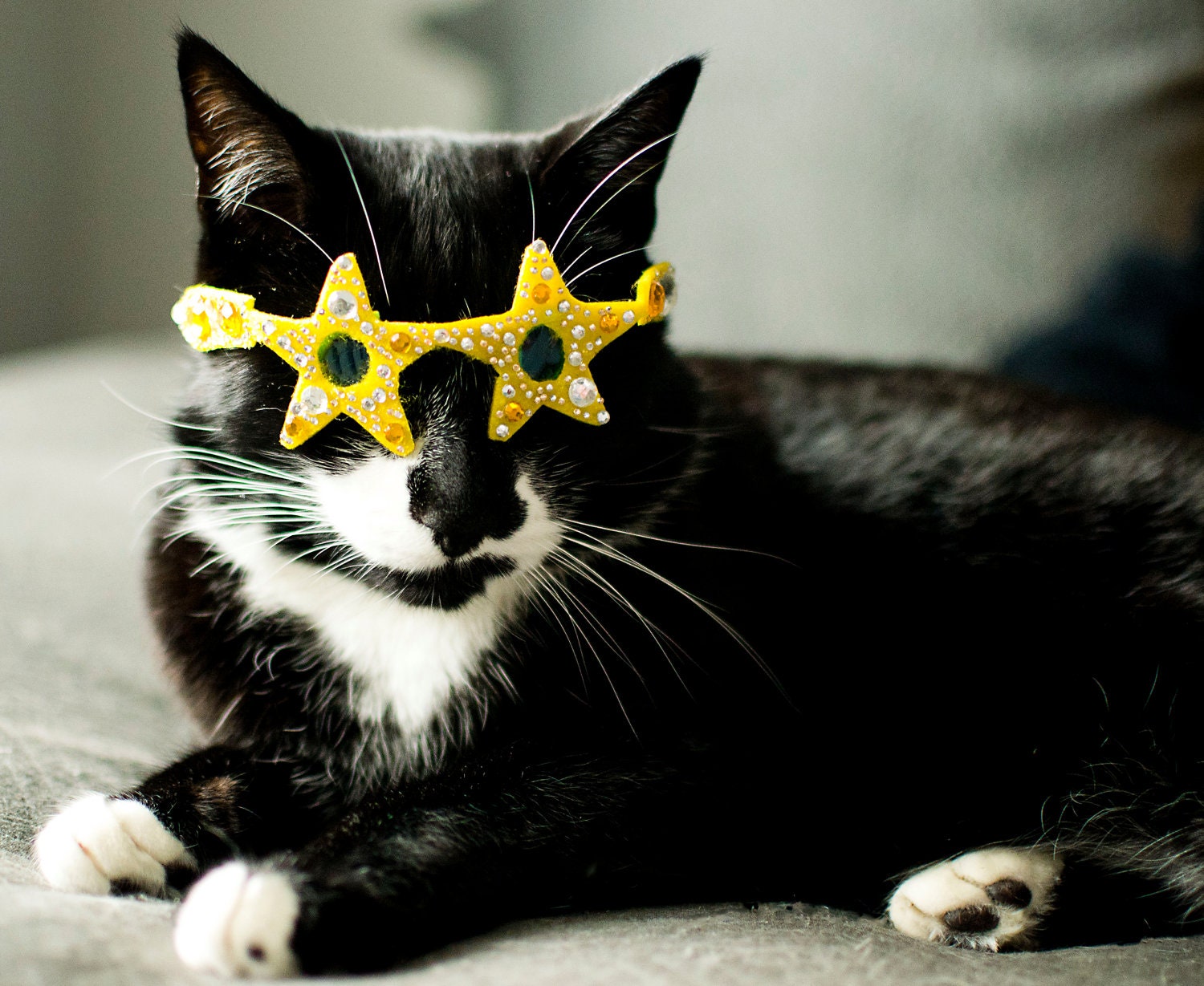Star-Shaped Cat Glasses / "Baby you're a star" glasses for cats