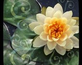 Let It Shine - This Little Light of Mine - Water Lily Inspiration
