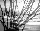 From the "Nature Graphics" Series - 5x7 inches Fine Art Photograph - nature abstraction in black and white - signed limited edition