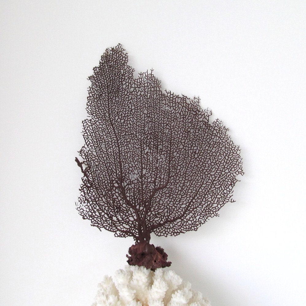 Sea Fan Chocolate Brown Nautical Coastal Decor