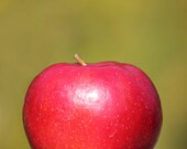 50% OFF SALE- Still Life Photograph, Autumn, Red, Green, Apple, Food Photo, Snow White Inspired- 5x7 Inch Print -Harvest Crisp