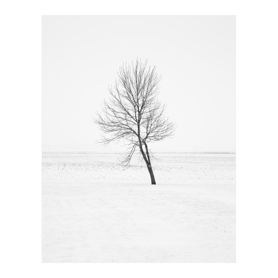 Tend - Black and White Winter Photography, Tree Art, Landscape, Snow, Minimalist, B&W, Nature, Woodland Photo, Monochromatic - 8x10