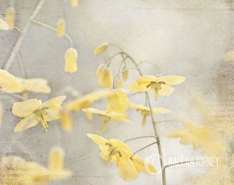 Sunny Yellow Flowers Vintage Photography, shabby chic vintage wall art, baby nursery, floral loft decor photo, grey photo print - 8x8