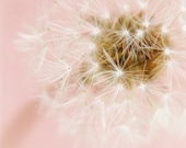 Dandelion photo, soft pastel pale pink white 8x8 - Wishes Do Come True