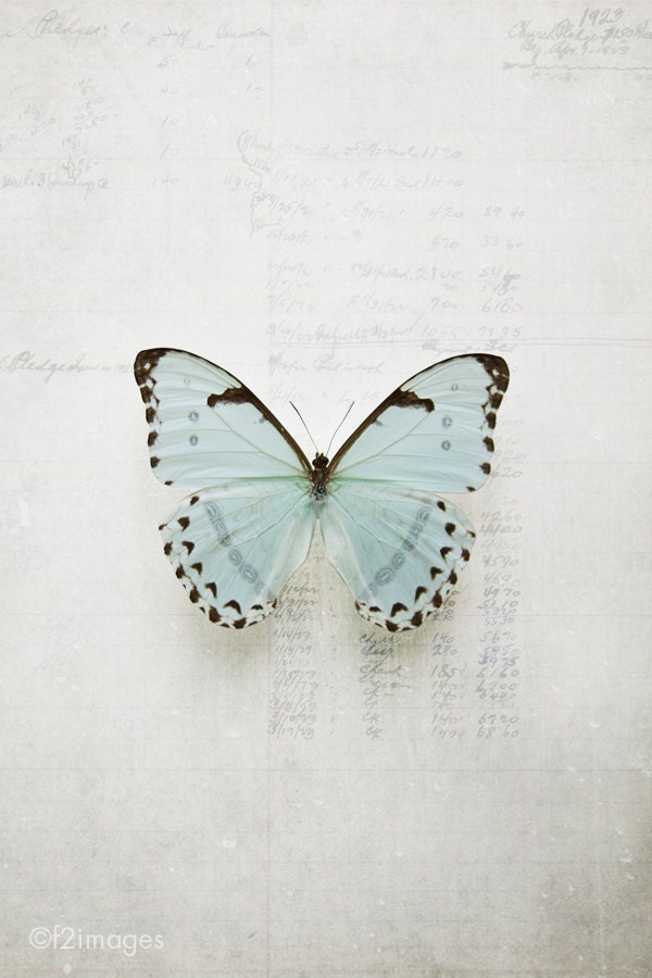 8x12 Morpho