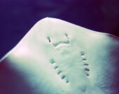 Sting Ray Photograph Underwater Sealife 8x10 Photography print blue nautical cute happy smiling fish decor