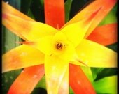 LIFE'S LITTLE GEMS - one 8 x 8 fine art photography print