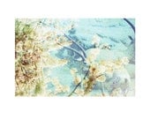 Gazelle (2) - Flora and Fauna Series . 8x10 Print