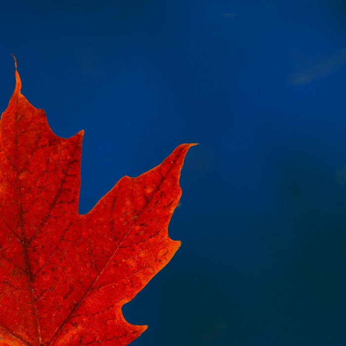 30% OFF Red leaves photography , maple leaf, autumn leaves, midnight blue, cranberry, crimson, ruby red, October, autumn decor, rustic