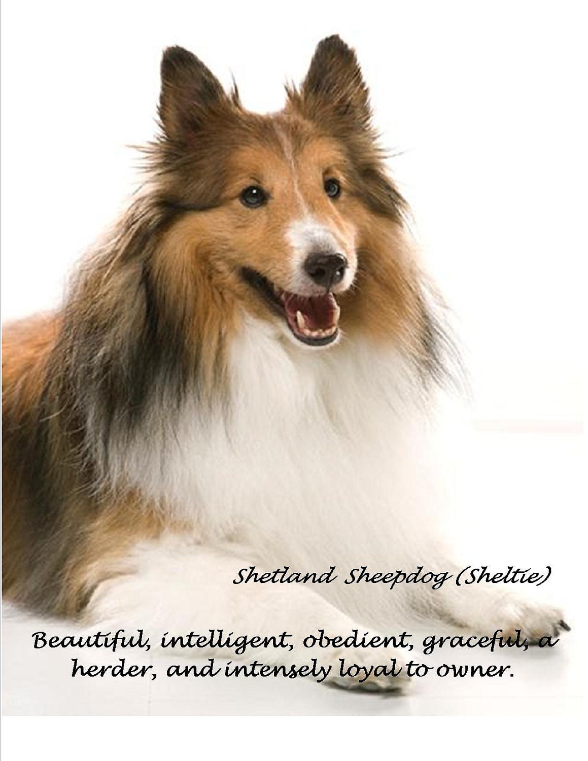 large-sheltie