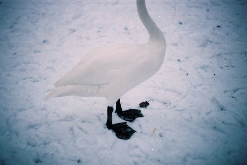 SWAN // 8 x 12 PRINT