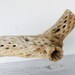 Large Vintage Cholla Cactus Skeleton