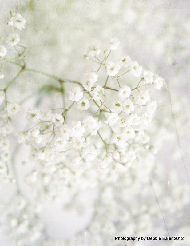 Baby's Breath