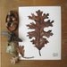 Oak Leaf botanical archival print watercolor reproduction