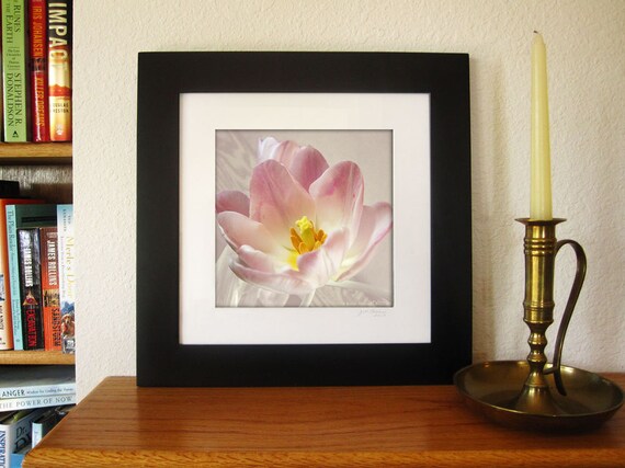 Flower Photography -Pink Tulip -10x10 Print -Spring Flower -Pale Pink -Gifts for Her -Square Print -Colorado Fine Art Photograph