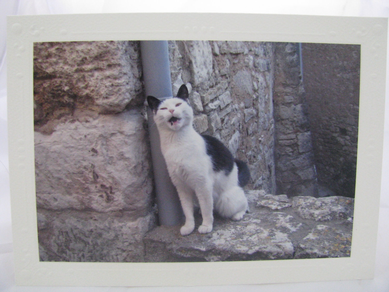Les Chats de France (the cats of France), set of five 5 x 7 notecards
