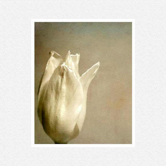 Flower Photography, white tulip, beige, White Tulip flower fine art photography print 8x10 - moonlightphotography