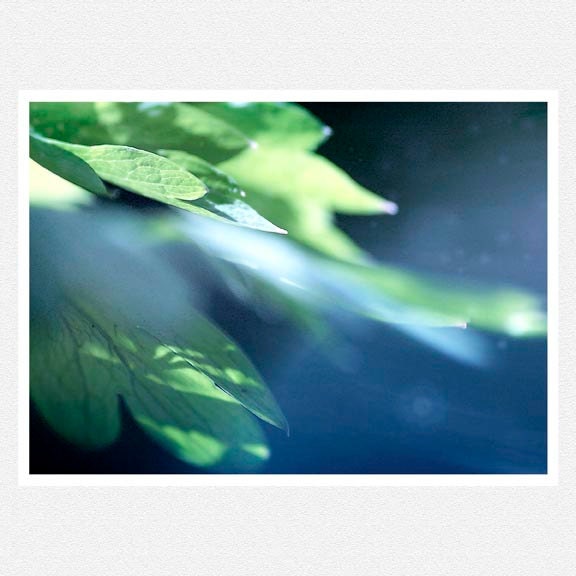 Nature Photography, blue, green, leaves, Warmth of the Sun, nature fine art photography print 8x12 - moonlightphotography