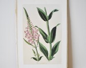 Verbena Botantical Print...VerPaxton Botanical 1838 H/C: Physostegia Imbricata