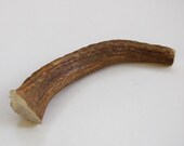 Antler Dog Chew--One Small Size (whole)