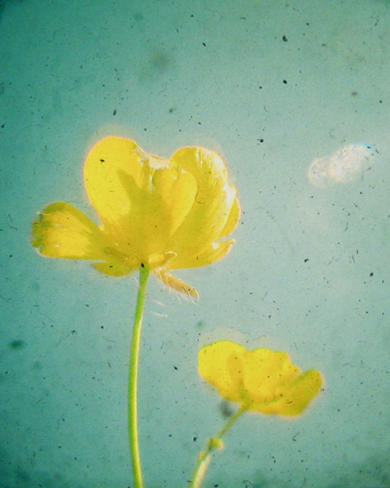 Buttercups - Spring home decor, flower photography, bright yellow, blue, nature photo, shabby chic yellow flowers 8x10 Print