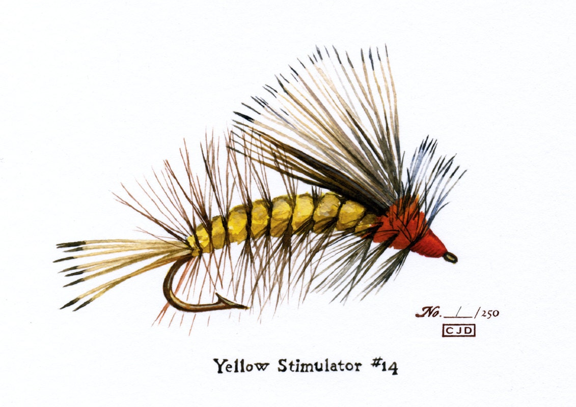 Fishing Fly - Yellow Stimulator - 5 x 7 watercolor print by Cindy Day