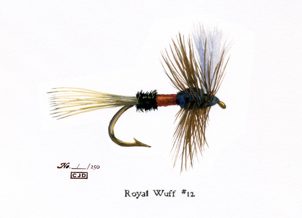 Fishing Fly - Royal Wuff - 5 x 7 watercolor print by Cindy Day