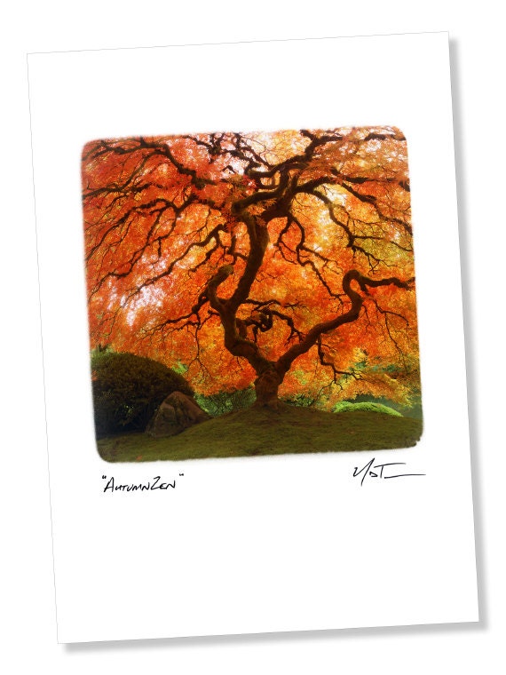 Nature Photo Greeting Card "Autumn Zen" 5x7 Blank Card, Red Orange Japanese Maple Fall Color, Small Art Mini Print, Tree Art Card, Note Card