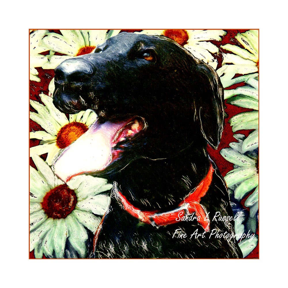 Black  Labrador  with Daisies altered Polaroid photography  image 8x8 12X12 matted   whimsical home decor office