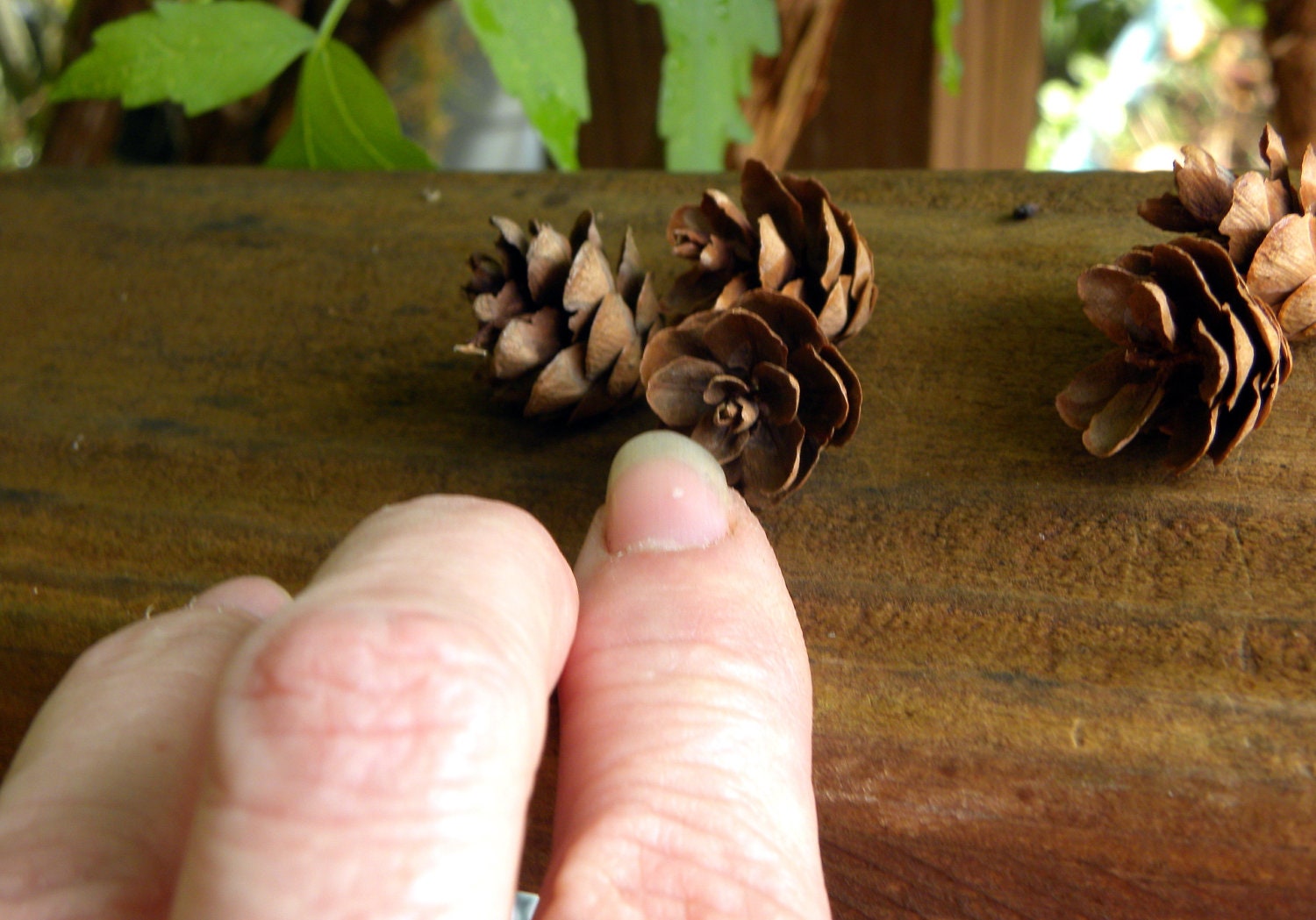 Hemlock cones 1 cup -Miniature Pine Cones-Woodland Forest potpourri-Home Decor-Craft supplies