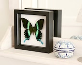 Real Framed Butterfly Taxidermy Display Peacock Swallowtail