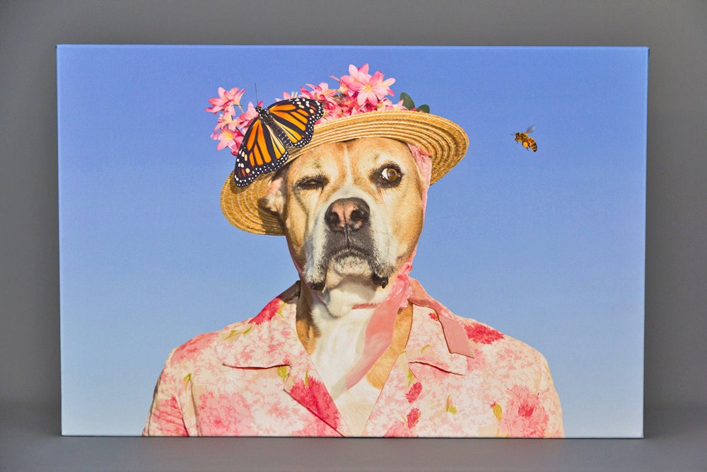 Watch Dog, 16 X 24 canvas wrap of a boxer dog in pink dress as she keeps an eye on a bee