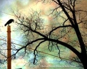 Nature Photography - Fantasy Surreal Photos, Trees Birds Gothic Nature, Raven Crows Trees, Fine Art Nature Photo 6" x 8"