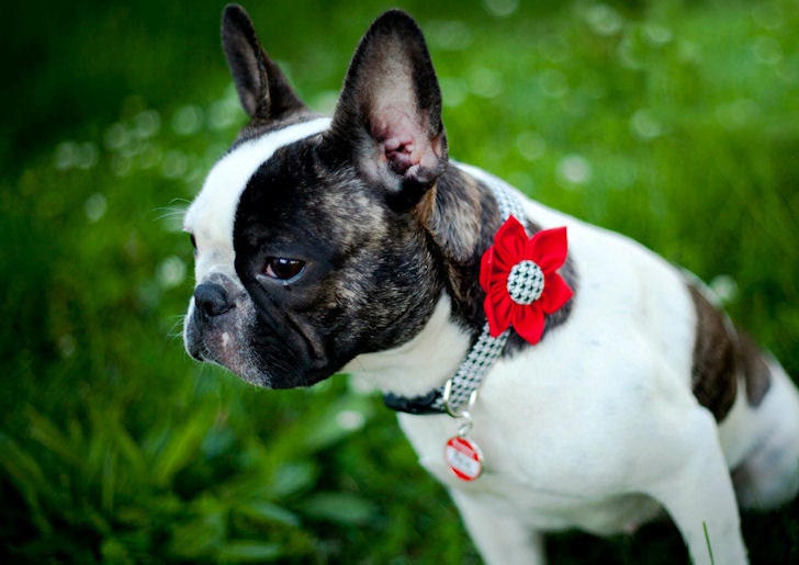 Dog Collar and Flower Set - Classic Houndstooth in Lipstick Red - Made to Order in Your Choice of Size
