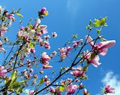 Reach Out - Japanese Magnolia Flower Bloom Photography Spring Pink Blue Sky Clouds Home Decor - 5x7 Photograph