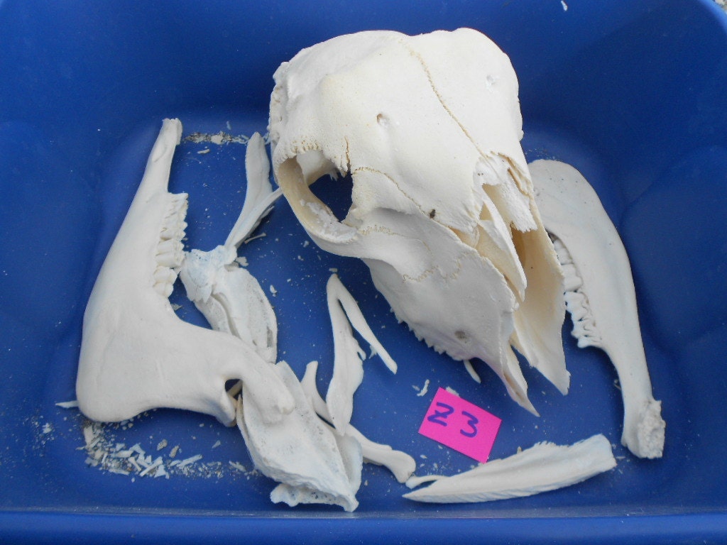 Polled Domestic Goat Skull - Caprai aegagrus hircus- Project Skull No. Z3