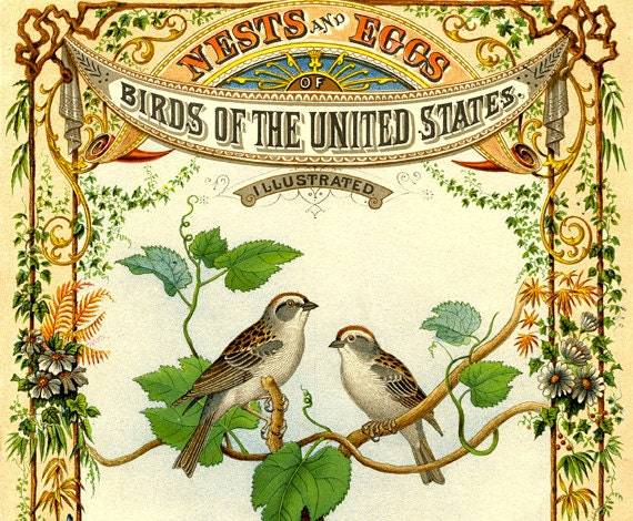 Vintage Bird Antique Woodland Print "Vintage Birding" Colorful Bright Natural History Illustration - Antique Book Cover Print