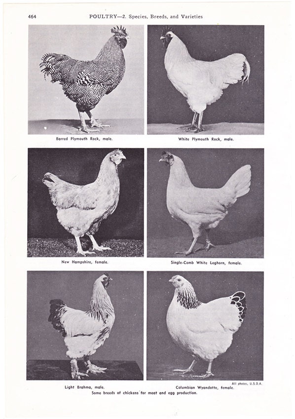 Americana Chicken Breed