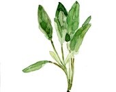 Sage leaves, digital art print of my original watercolor painting, herb, botanical art, plant, fresh kitchen decor, cottage chic, minimalist