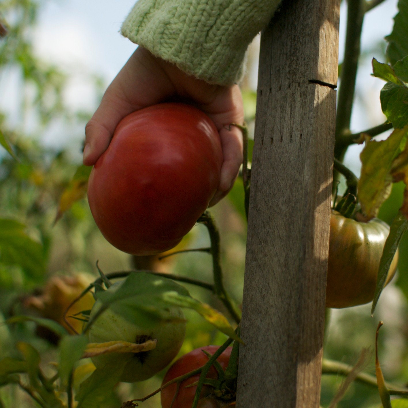 Stupice Heirloom Tomato Plant Seeds - Naturally and Organically Grown Untreated Seed