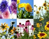 Wildflower Seed Mix, Organic Seeds, Flower Seeds, one handmade seed packet of heirloom seeds from our farm, flower garden