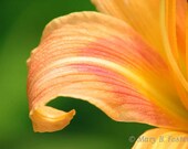Flower Petal Photo Hall's Pink Daylily 7x5 print macro nature photography peachy pink orange green floral wall art home decor