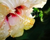 12" x 18" Hibiscus Canvas Photo Art