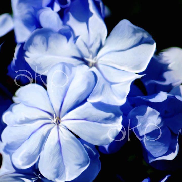 10" x 10" Blue Flower Canvas Photo Art